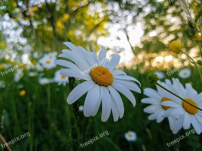 Flowers Nature Flower Spring Plant