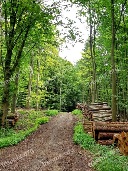 Mindfulness Mindful Away Forest Path Forest