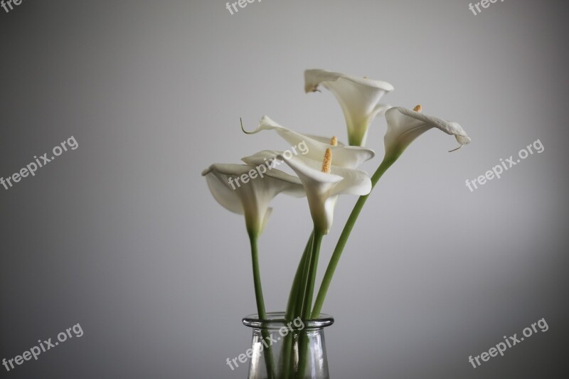 Calla Lily Lily Flower Garden Nature