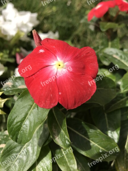 Red Flower Ksa Red Free Photos