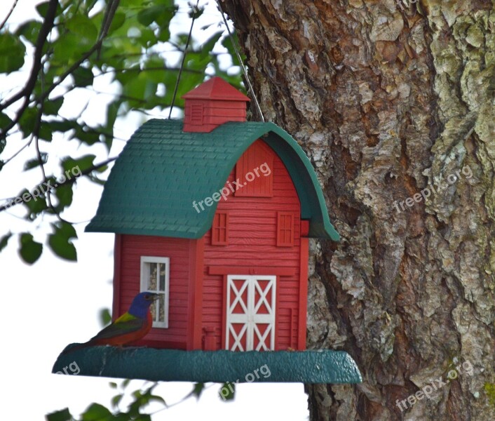 Painted Bunting Feeder Free Photos