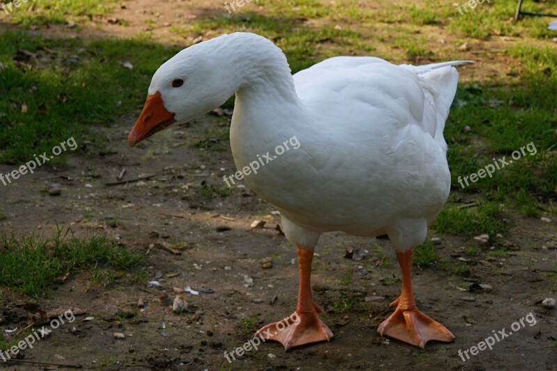 Pet Goose White Poultry Domestic Goose