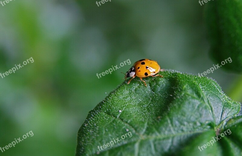 Insect Ladybug Beetle Points Lucky Charm