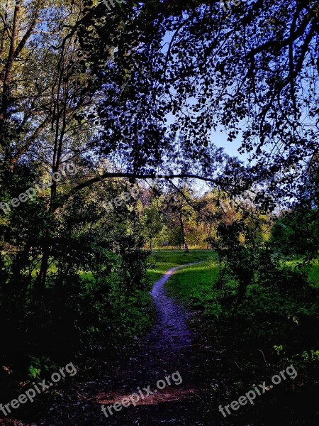 Landscape Nature Track Forest Trees