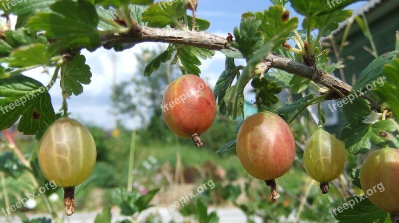 Gooseberry Nature Flora Summer Berry