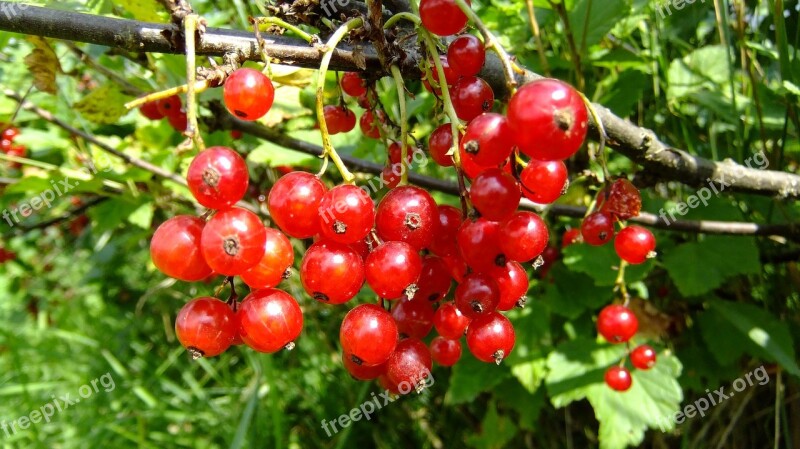 Red Currant Nature Flora Summer Berry