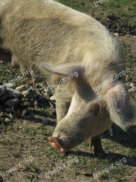 Pig Georgia Caucasus Nature Animal