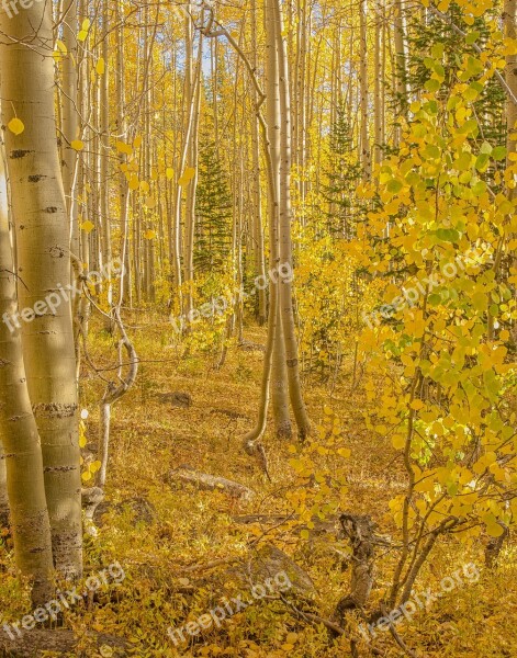 Aspen Tree Nature Forest Trees