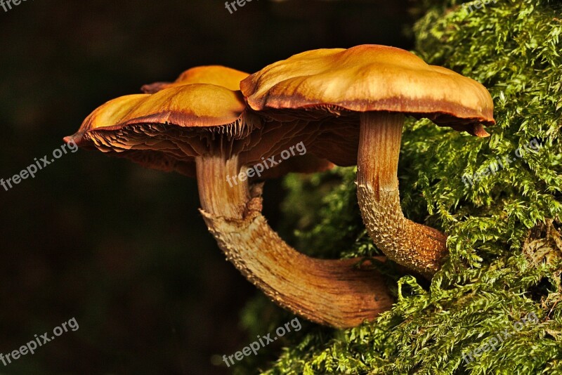 Mushroom Autumn Forest Nature Moss