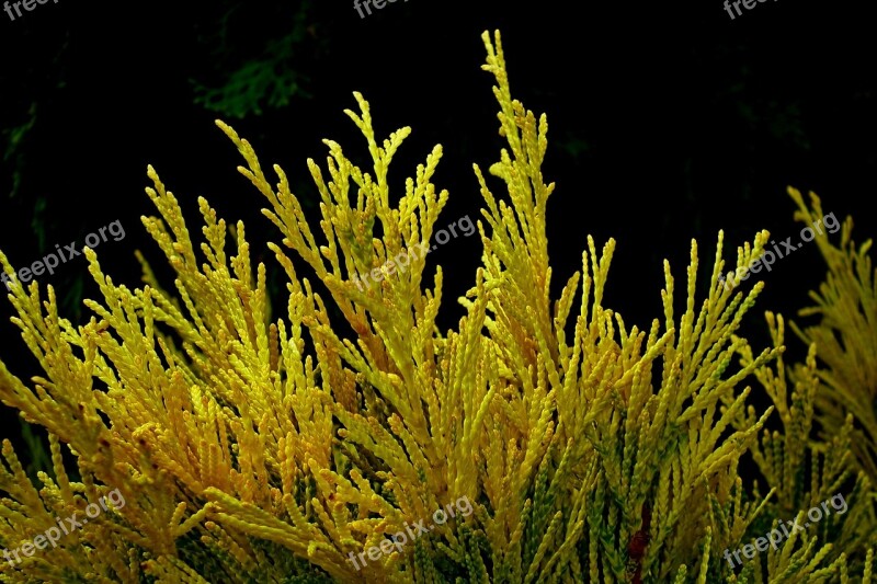 Thuja Bush Plant Golden Sprig