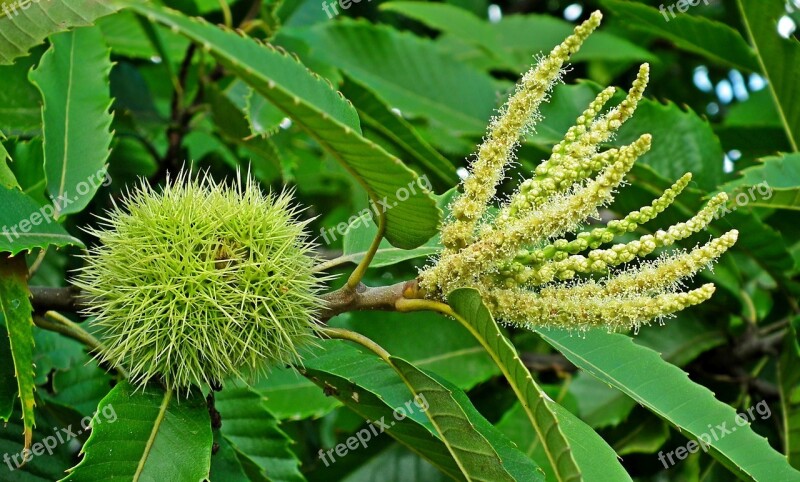 Chestnut Edible Fruit Spikes Flowers