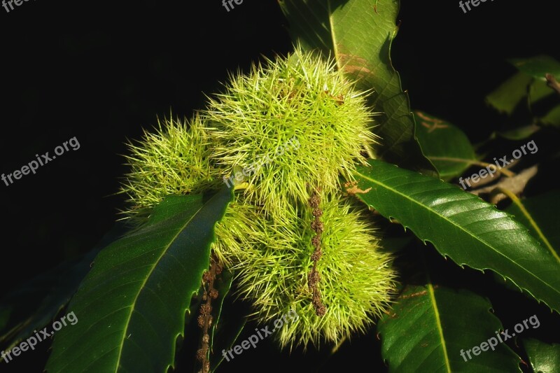 Chestnut Edible Spikes Fruit Tree