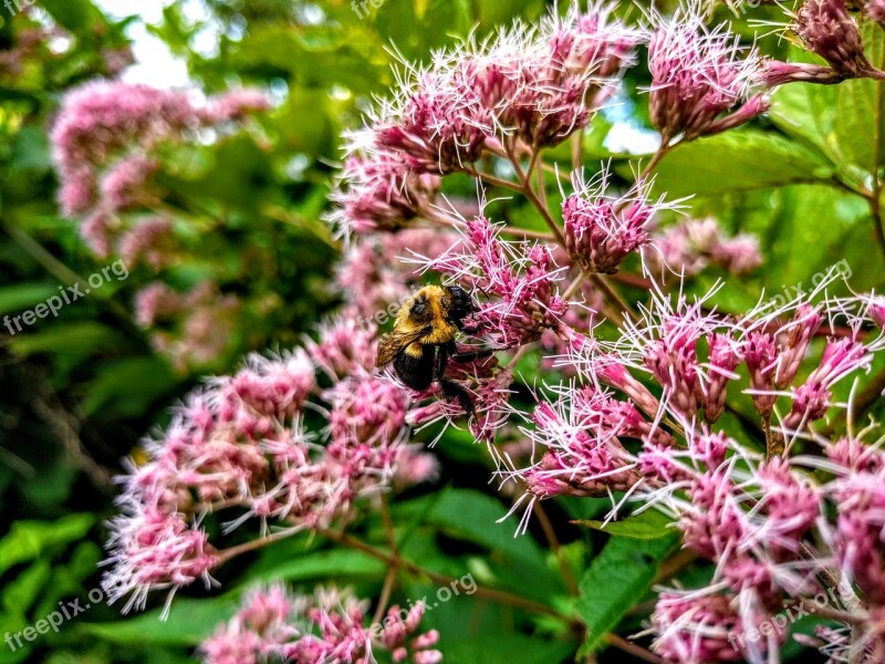 Bee Flowers Nature Plant Blossom