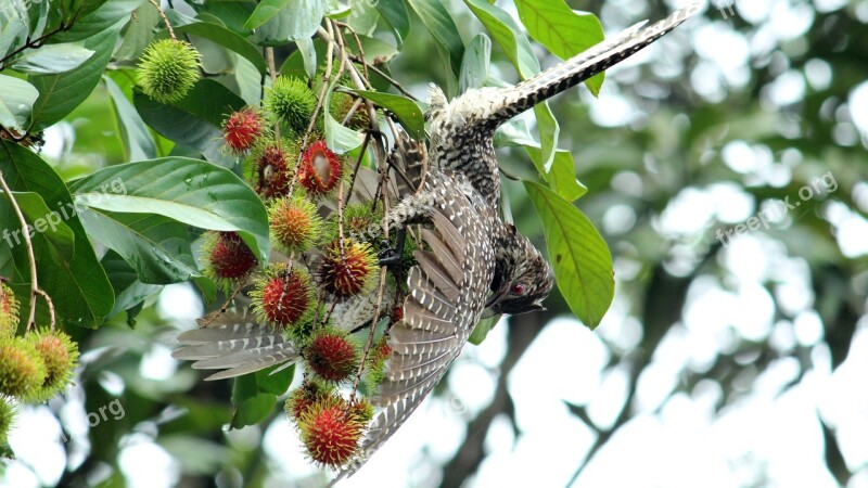 Indian Koel Bird Avian Female