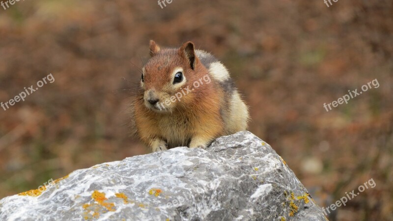 Golden Mantled Ground Squirrel Free Photos