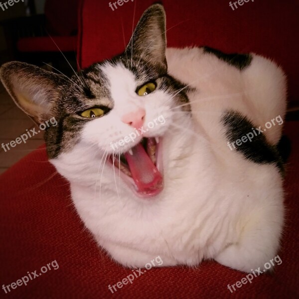 Cat Funny Cat Yawn Yawning Cat Red