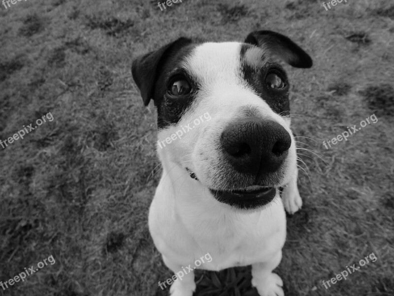 Jack Russel Black And White Smile Snout Nose