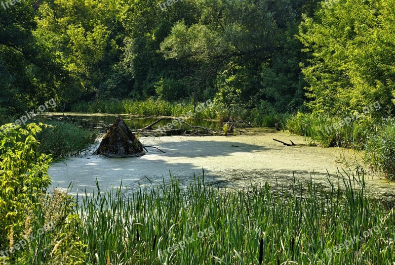 River Marsh Supraśl Podlasie Poland