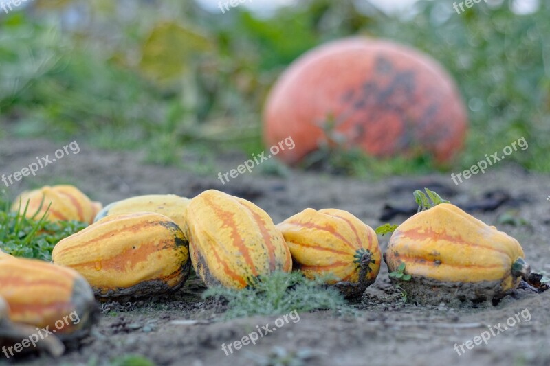 Pumpkins Pumpkin Ornamental Pumpkins In The Fall Autumn