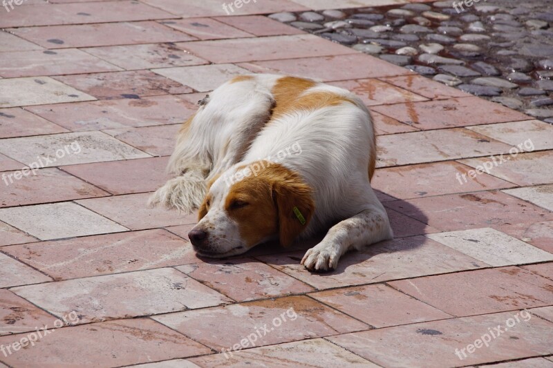 Dog Doggy Young Pet Albania