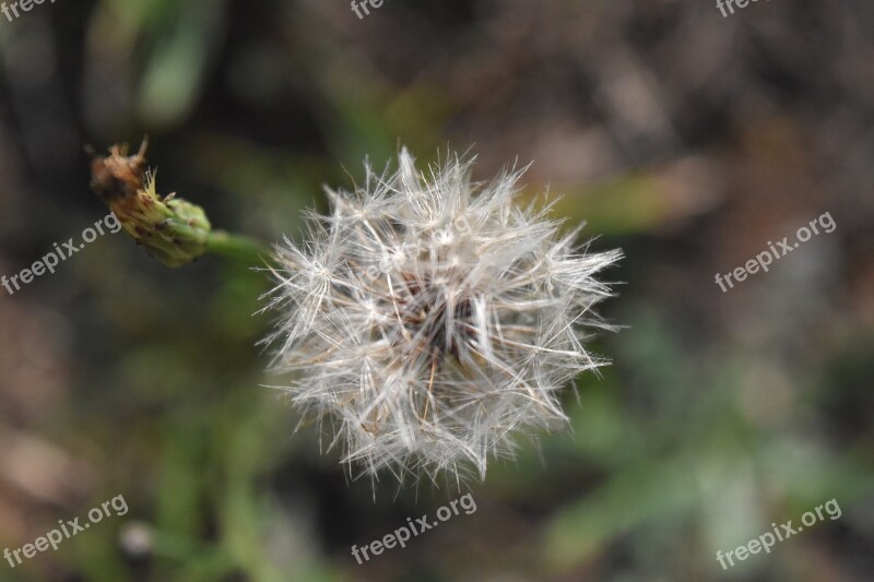 Clover Outdoor Nature Free Photos