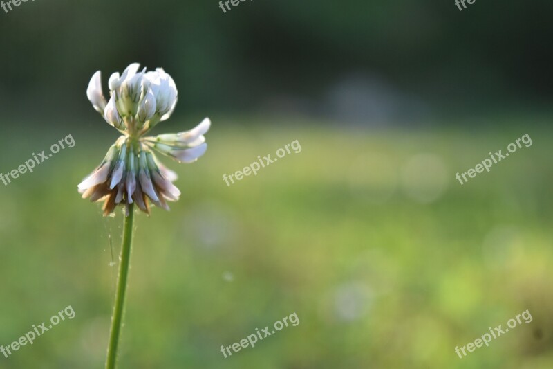 Clover Outdoor Nature Free Photos