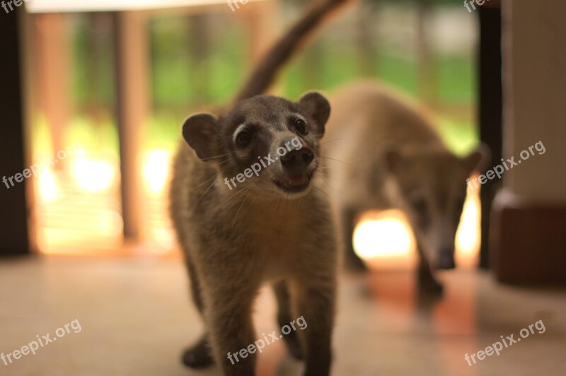 Mexico Coati Mammal Animals Fauna