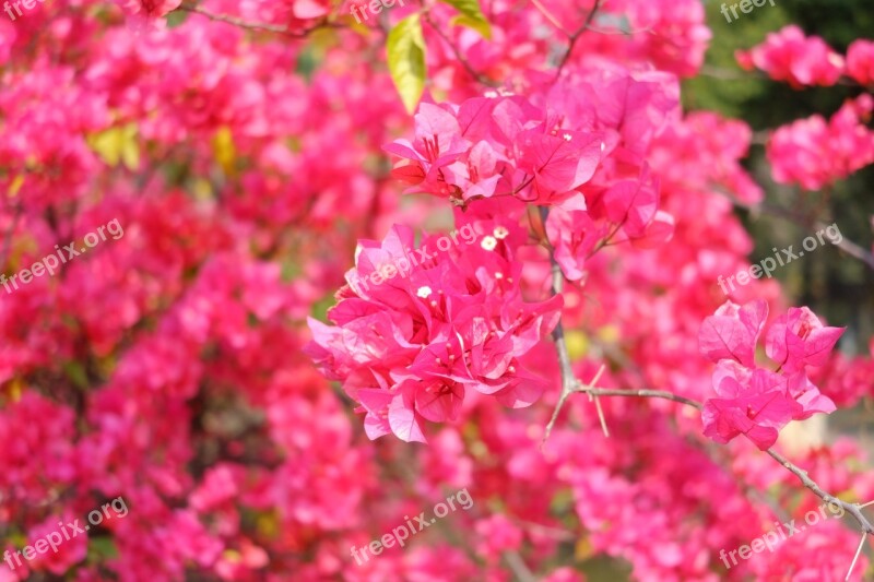 Flower Red Bougainvillea Glabrachoisy Subtropical Plants Blooming