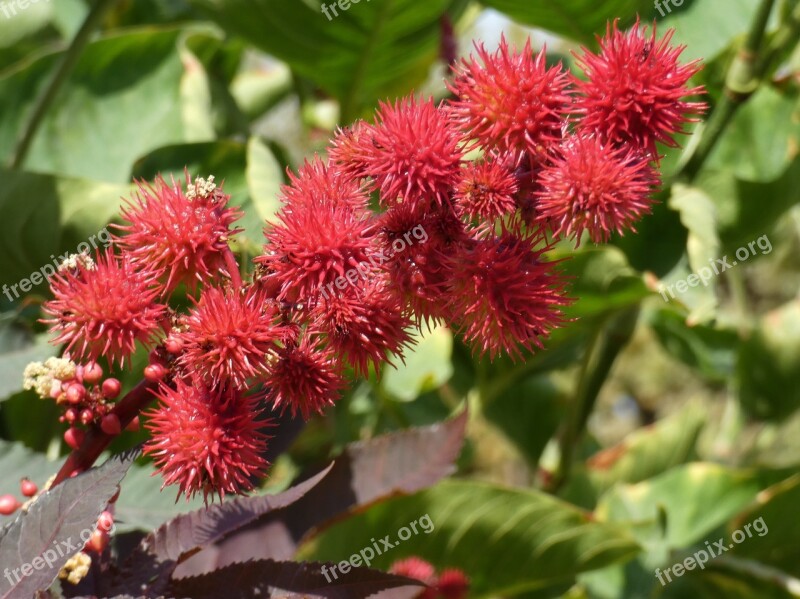 Castor Ricinus Fruit Toxic Red