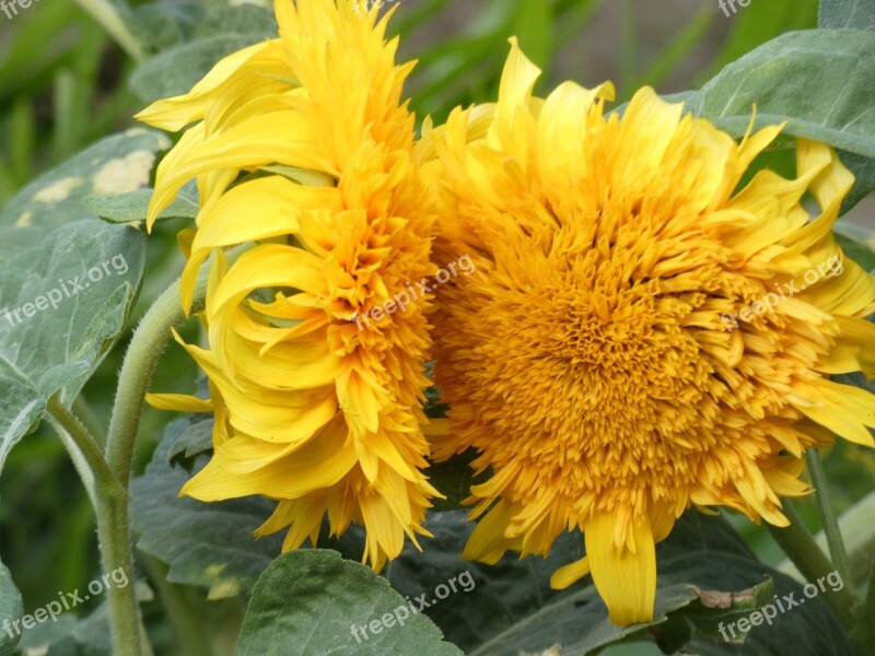 Sunflower Helianthus Yellow Flower Whirlpool Asteraceae