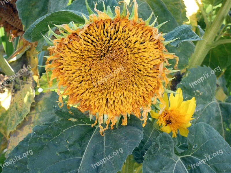 Sunflower Helianthus Yellow Flower Whirlpool Asteraceae