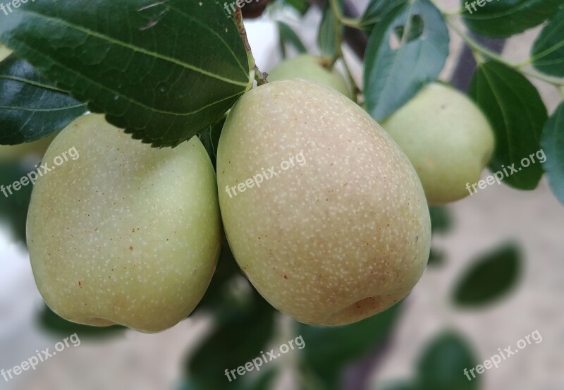 Jujube Fruit Autumn Plants Harvest