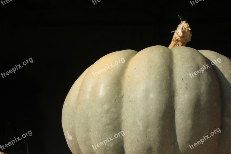 Pumpkin Halloween Unripe Free Photos