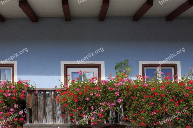 Balcony Floral Decorations Architecture Flower Geranium