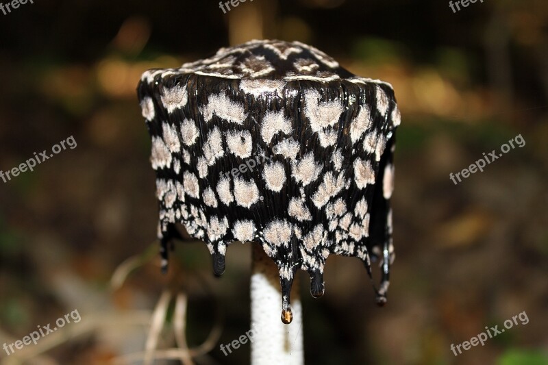 Mushroom Nature Woodpecker Ink Mushroom Coprinus Coprinopsis Picacea