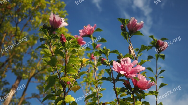 Red Flowers Blue Sky White Cloud Free Photos