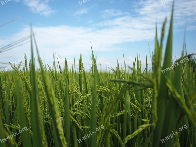 In Rice Field Autumn Gain Free Photos