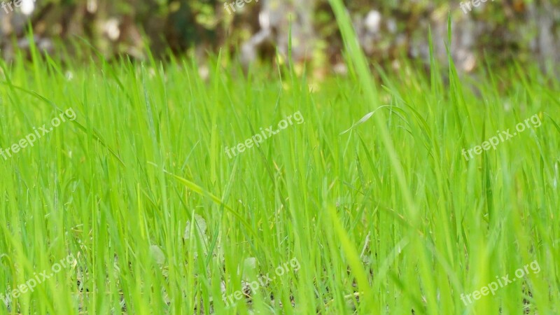 Green Grass Grass Grassland Free Photos