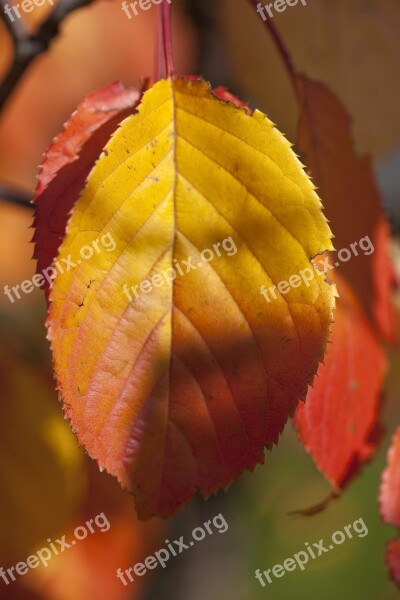 Autumn Leaf Garden Foliage In The Fall