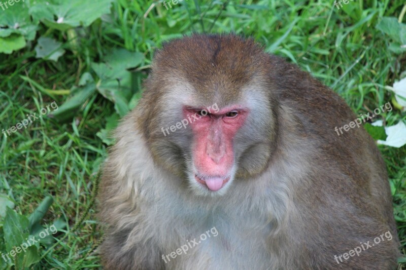 Monkey Primate Macaque Mammals Nature