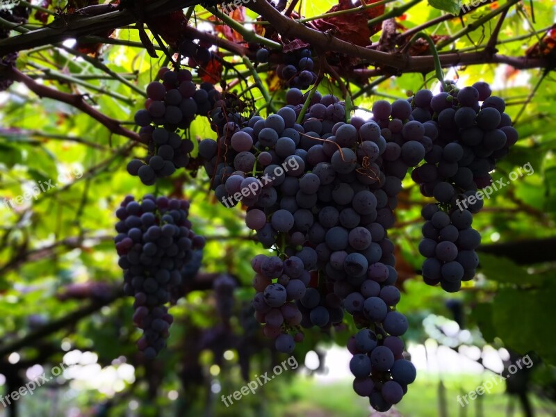 Wine Grapes Vine Red Umbel