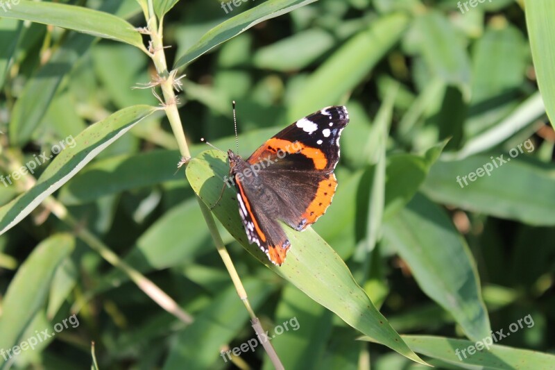 Butterfly Admiral Close Up Wing Free Photos