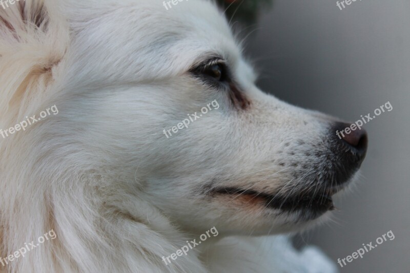 Dog Pointed Dwarf Spitz White Portrait