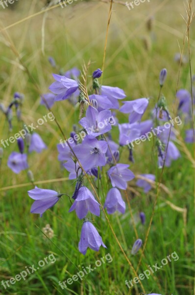 Flowers Bluebells Mountain Summer Blue