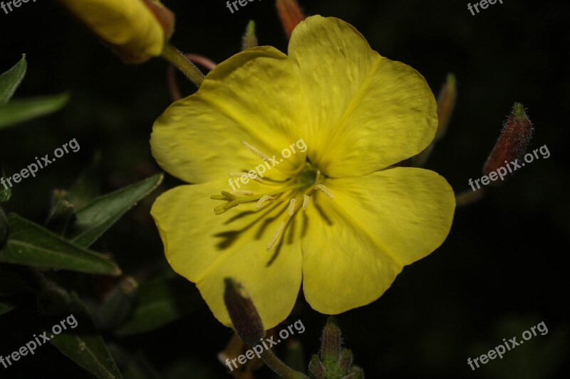 Evening Primrose Yellow Flower Pollen Night