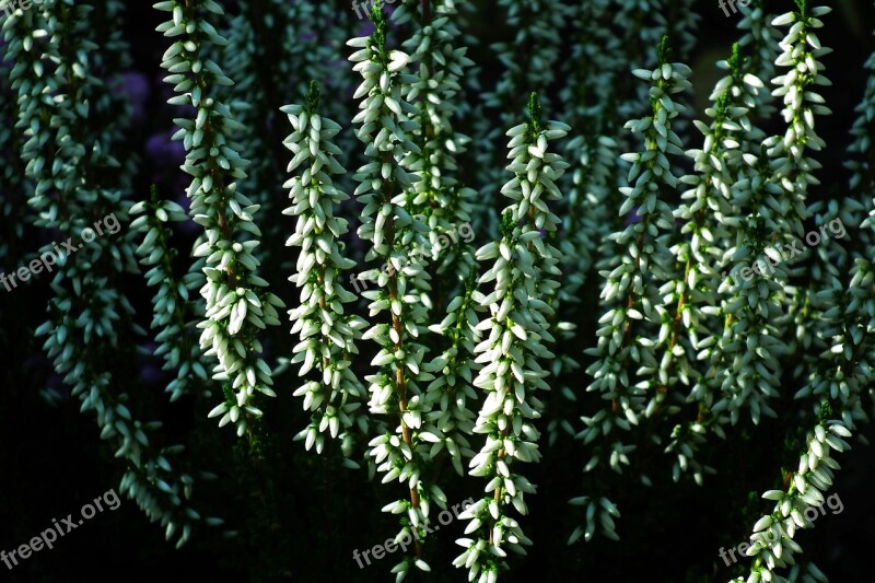 Heathers Plant White Nature Flower