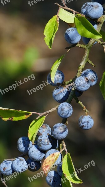 Nature Hedge Edge Of The Woods Berry Blue Sloes