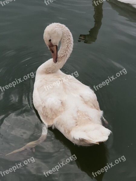 Swan Animal Children Water Water Bird Plumage