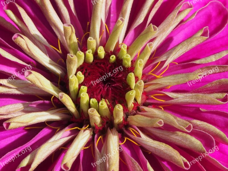 Pink Zinnias Flower Summer Free Photos