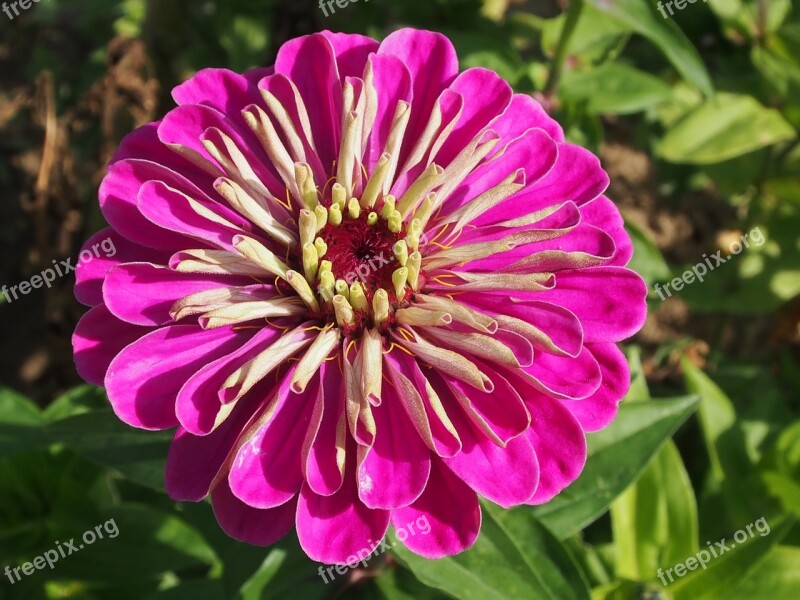 Pink Zinnias Flower Summer Free Photos